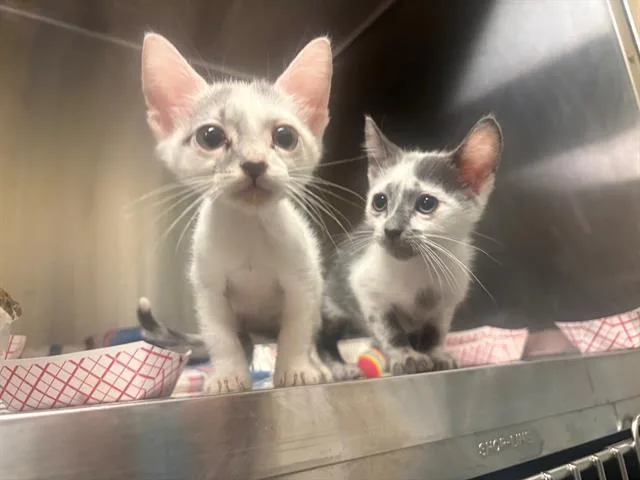 A baby small-sized male Domestic Short Hair cat named Gator for adoption in Tustin, CA