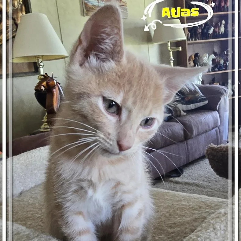 A baby small-sized male Orange / Red Domestic Short Hair cat named Atlas for adoption in Tulsa, OK