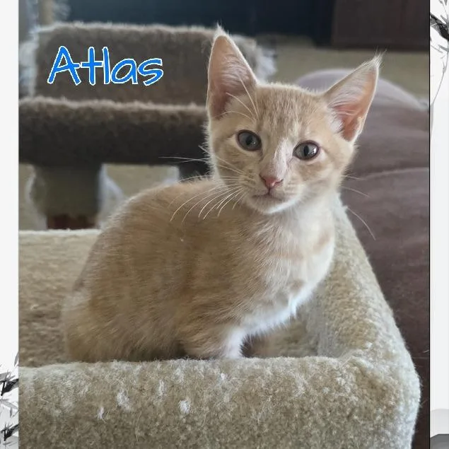 Atlas thumbnail 2