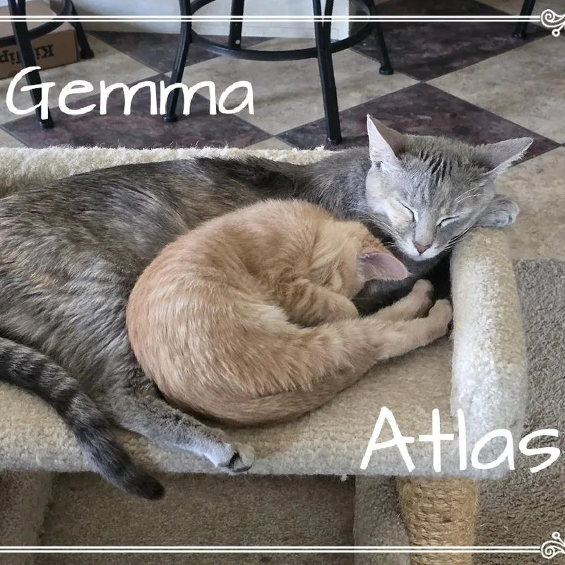 Atlas thumbnail 3