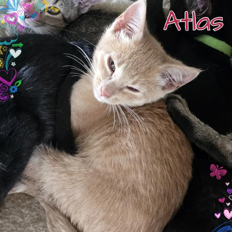 Atlas thumbnail 4