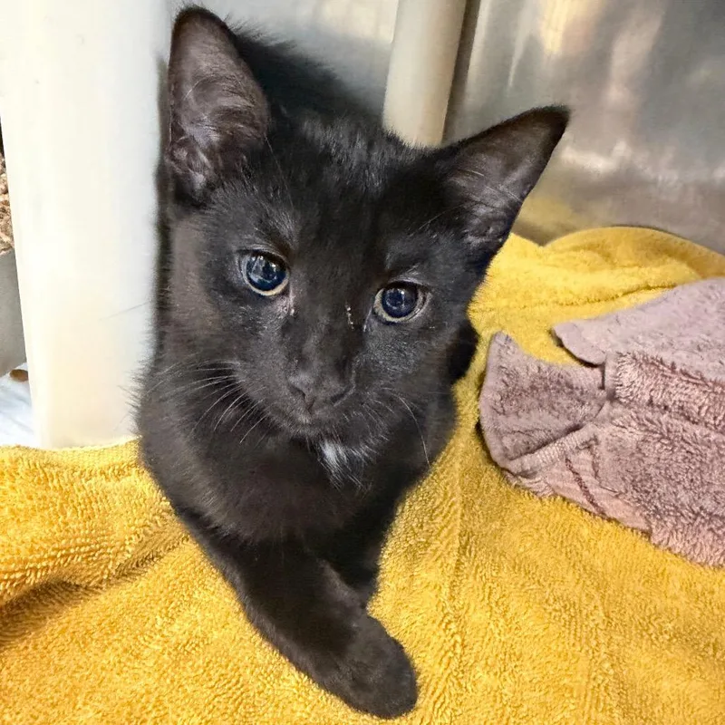 A baby small-sized female Domestic Short Hair cat named Tina for adoption in Perkiomenville, PA