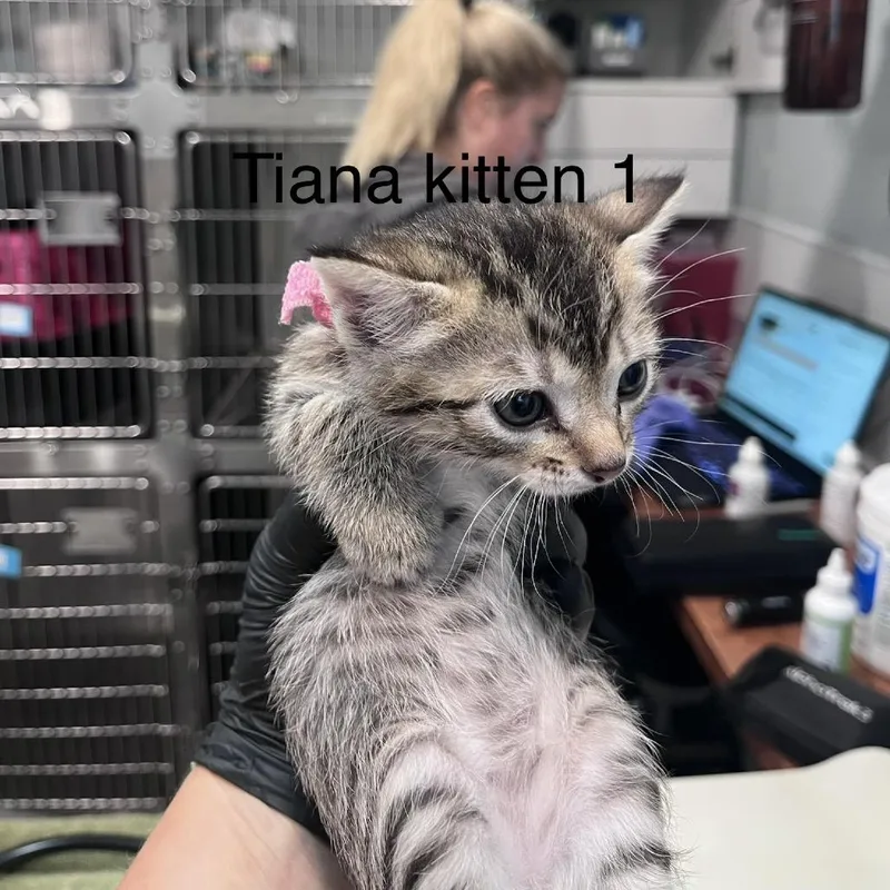 A baby small-sized female Brown / Chocolate Domestic Short Hair cat named Tiana for adoption in Scituate, MA