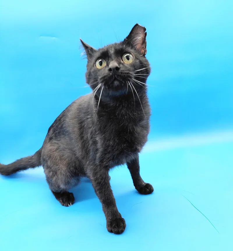An adult medium-sized male Domestic Short Hair cat named Hovey for adoption in Springfield, MO