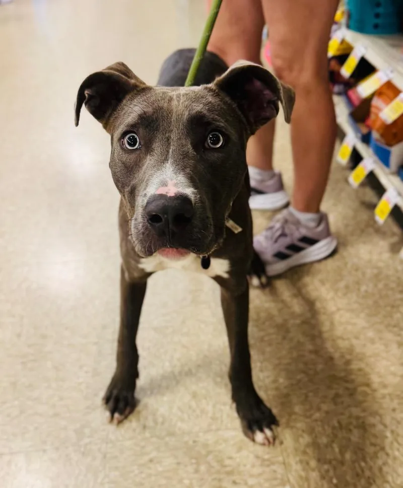 A young large-sized male Pit Bull Terrier dog named Goofy for adoption in Claremore, OK