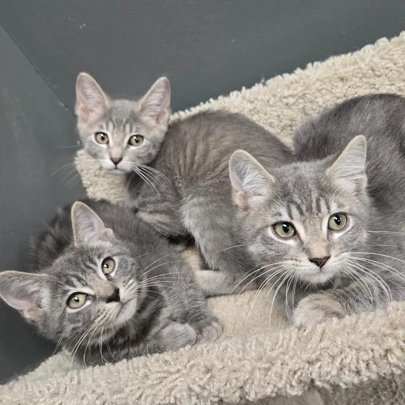 A baby small-sized male Gray / Blue / Silver Domestic Short Hair cat named Johnny for adoption in Hamburg, NY