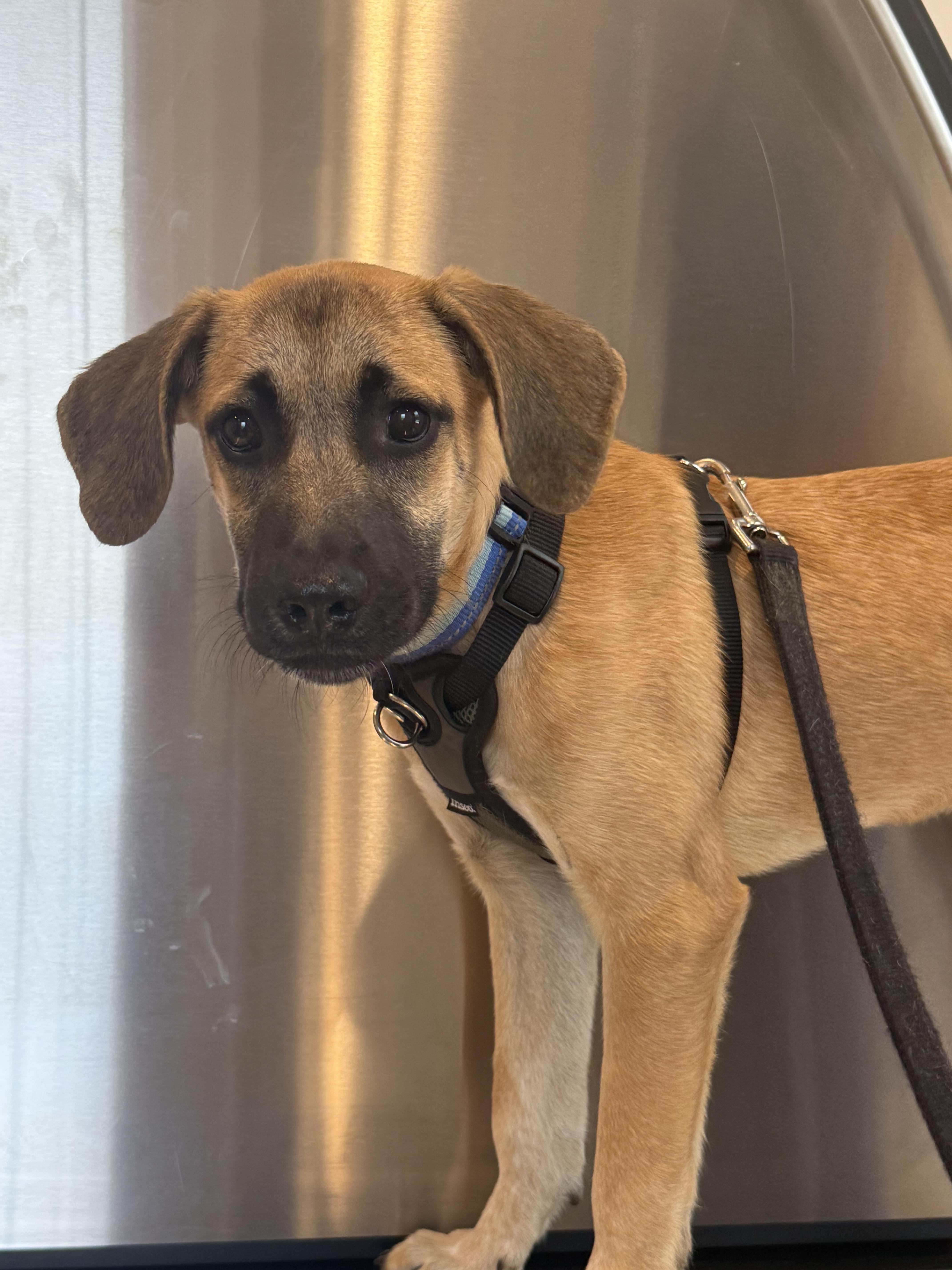A young medium-sized male Labrador Retriever dog named Indy for adoption in Westport, CT