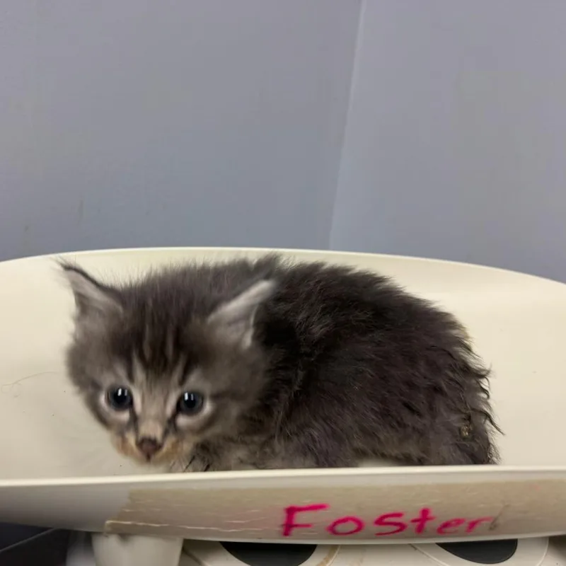 Stonefur thumbnail 3