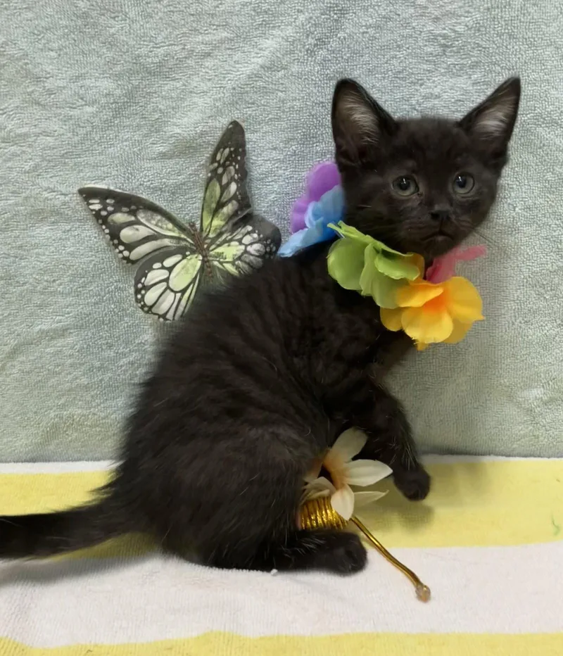 A baby medium-sized male Black Domestic Short Hair cat named George for adoption in Dublin, OH