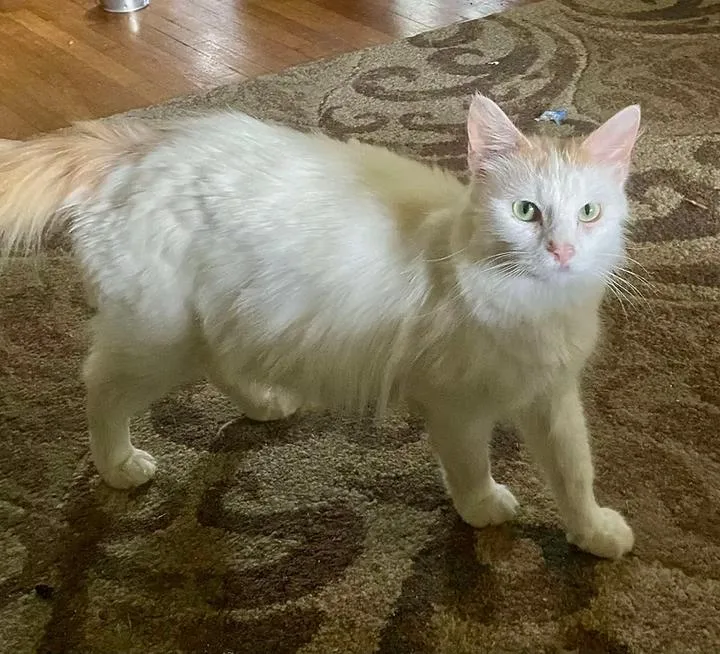 An adult small-sized female Domestic Long Hair cat named Snoopy for adoption in Terre Haute, IN