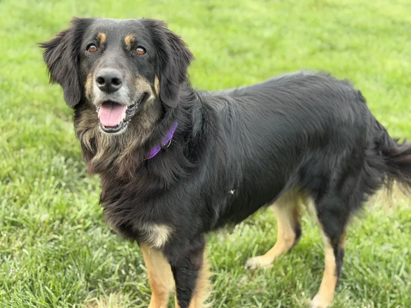 An adult large-sized female Collie dog named Missy for adoption in Seneca Falls, NY