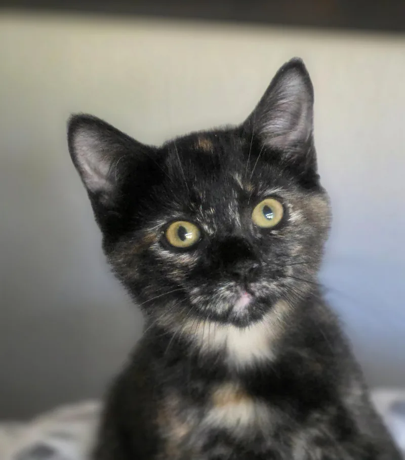 A baby small-sized female Domestic Short Hair cat named Kira for adoption in Rio Linda, CA