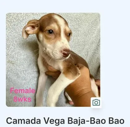 A baby small-sized female Mixed Breed dog named Bao Bao for adoption in Washington, DC