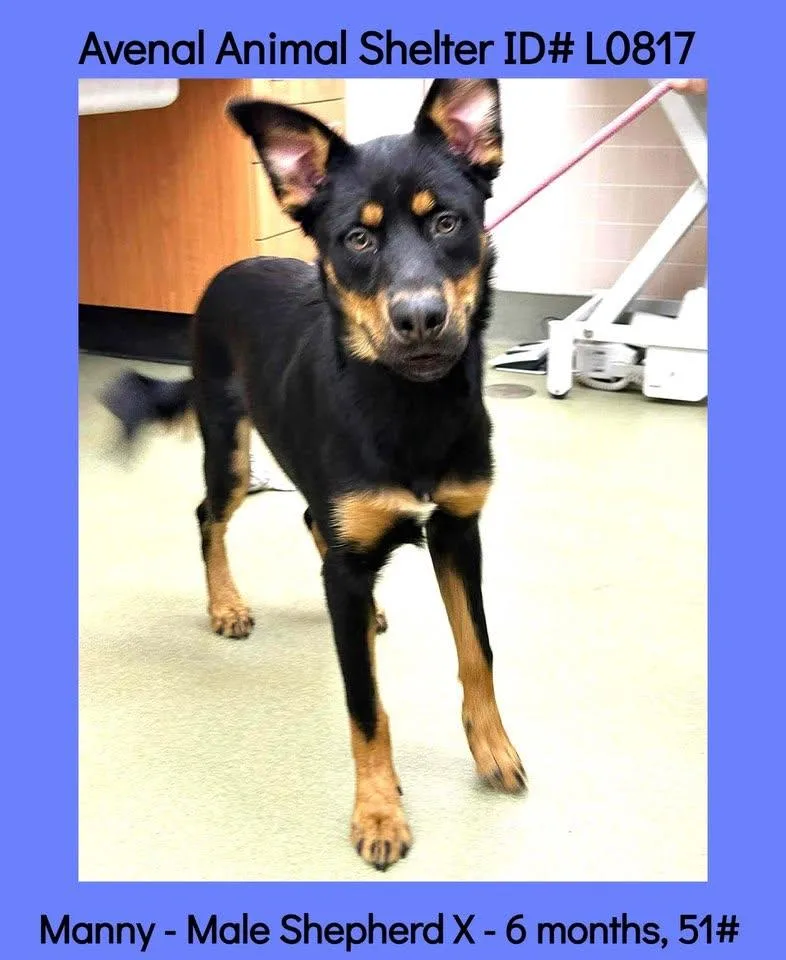 A young large-sized male Bicolor Shepherd dog named Manny for adoption in Avenal, CA