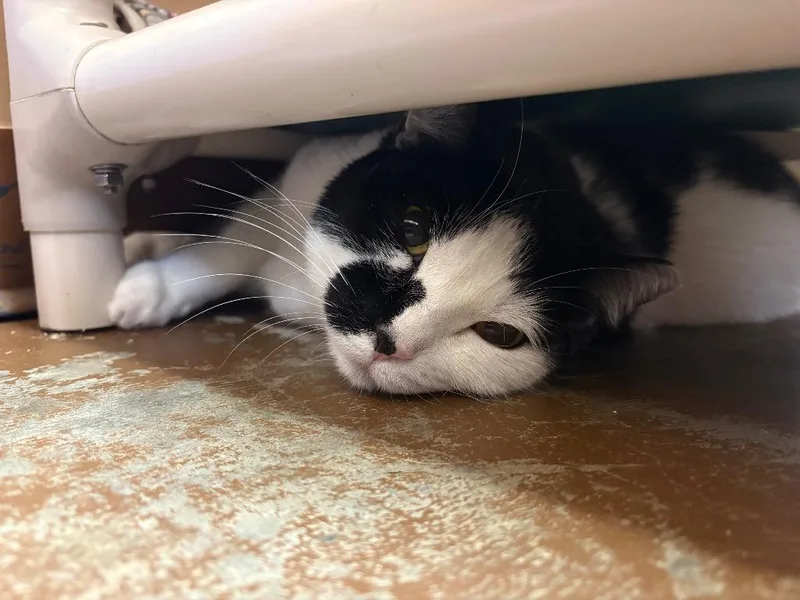 Slim Jim thumbnail 2