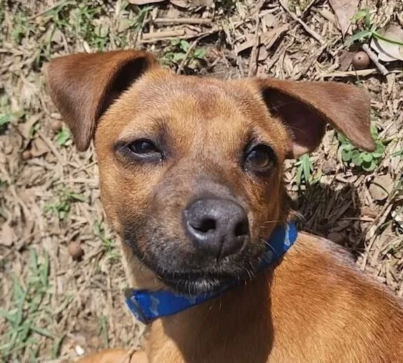 Pup Jenny thumbnail 2