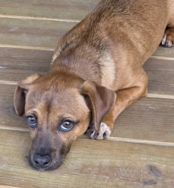 Pup Jenny thumbnail 3