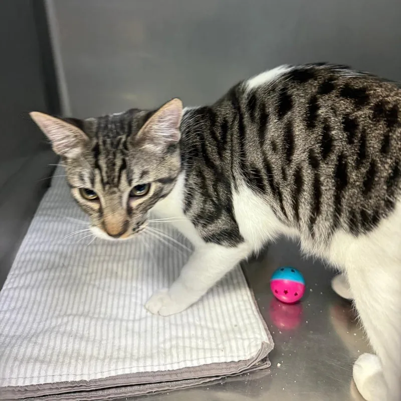 A young small-sized male White Domestic Short Hair cat named Andy for adoption in Casa Grande, AZ