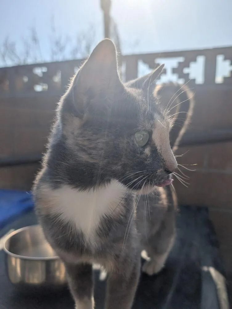 A young small-sized female Domestic Short Hair cat named Millie for adoption in Calimesa, CA
