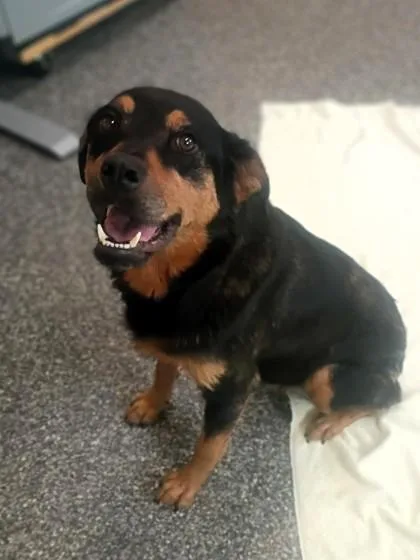 An adult large-sized female Rottweiler dog named Mona Lisa for adoption in Westland, MI