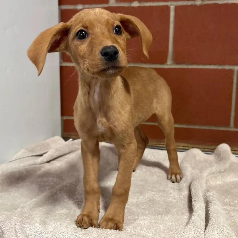 A baby small-sized female Red / Chestnut / Orange Golden Retriever dog named Cider for adoption in Cabot, AR