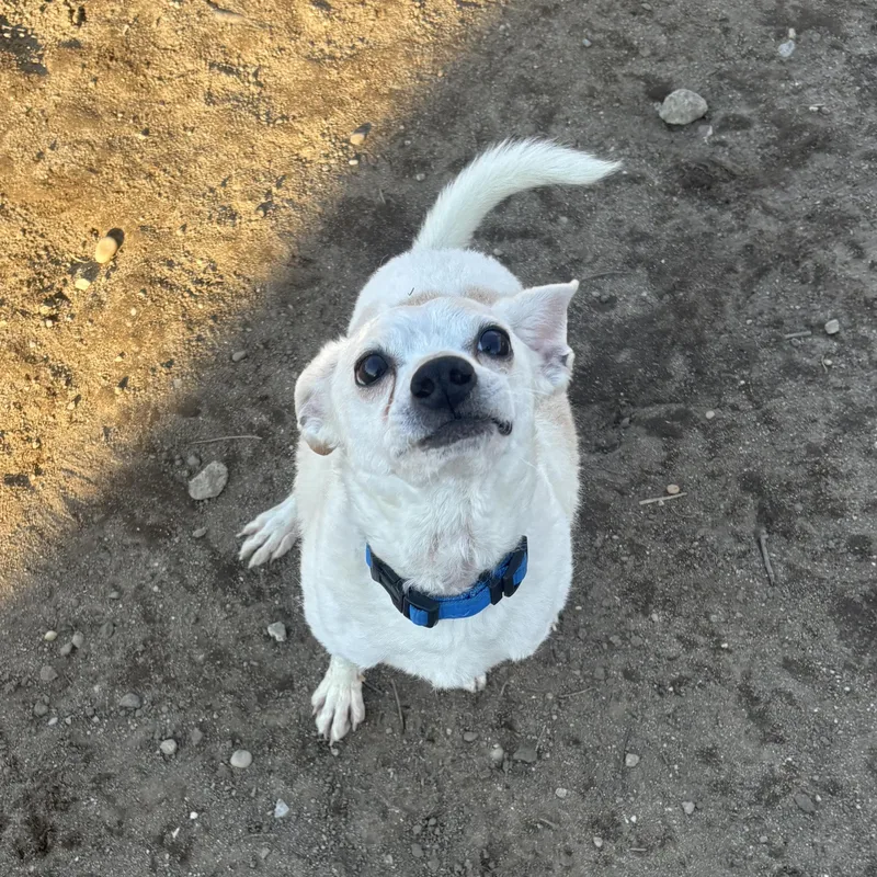 A young small-sized male White / Cream Chihuahua dog named Coco for adoption in New York, NY
