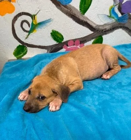A baby medium-sized male Shepherd dog named Greer for adoption in Brookhaven, MS