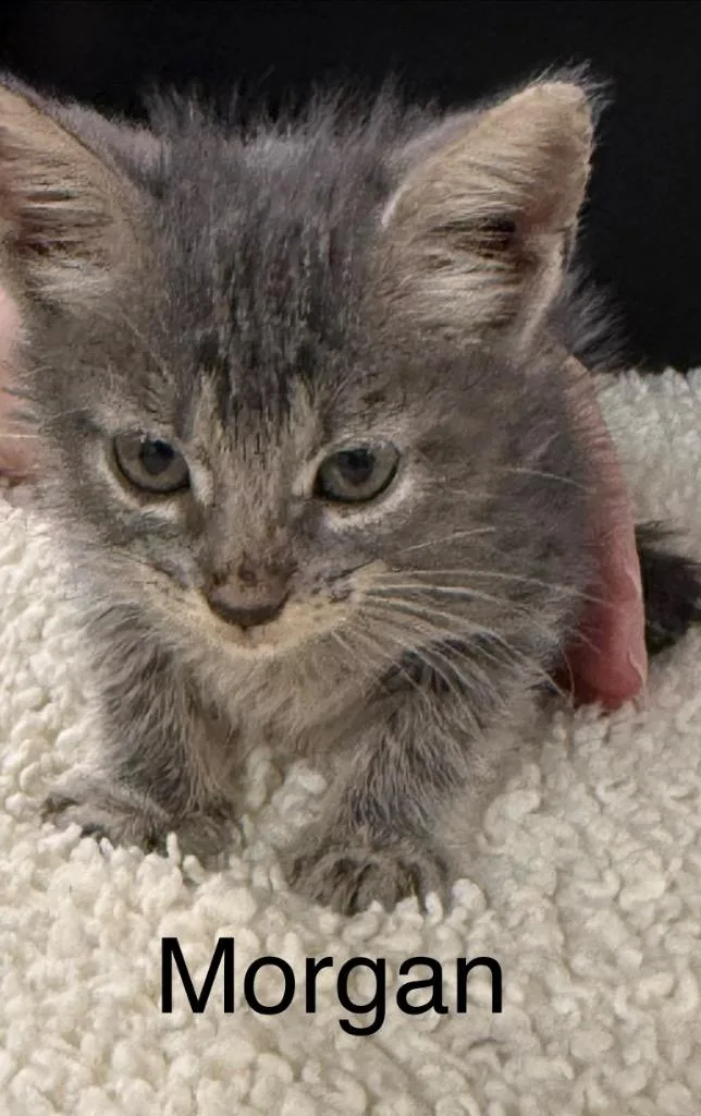 A baby small-sized male Domestic Short Hair cat named Morgan for adoption in Saint Francisville, LA