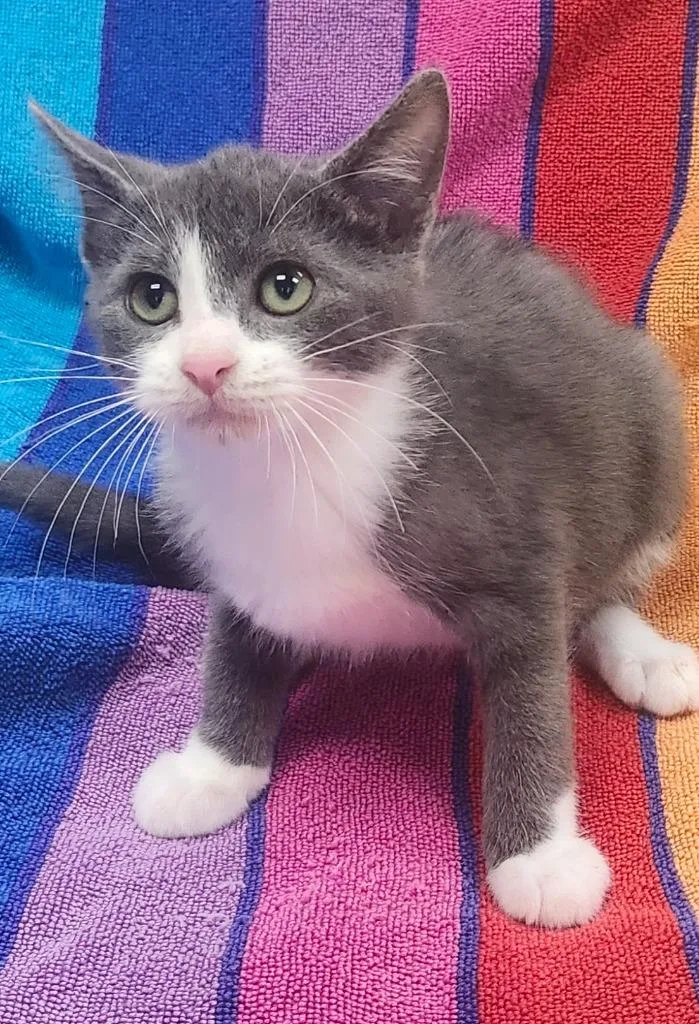 A baby small-sized male Domestic Short Hair cat named Purrlock Holmes for adoption in Little Rock, AR