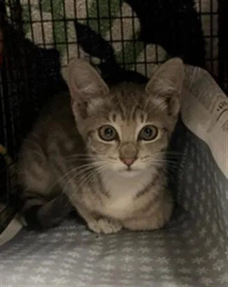 A baby small-sized female Domestic Short Hair cat named Emilia for adoption in Van Nuys, CA
