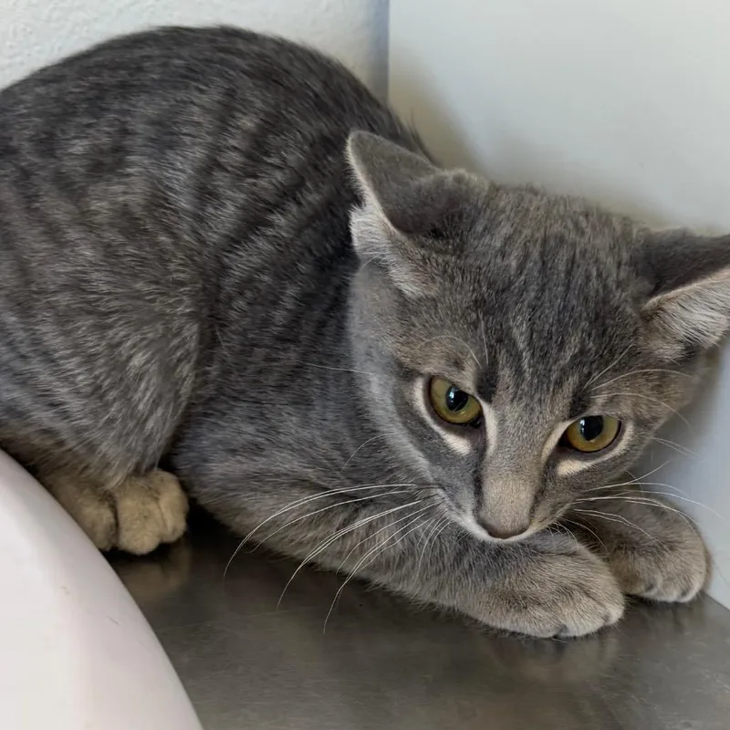 A baby small-sized male Gray / Blue / Silver Domestic Short Hair cat named Cassian for adoption in Floresville, TX