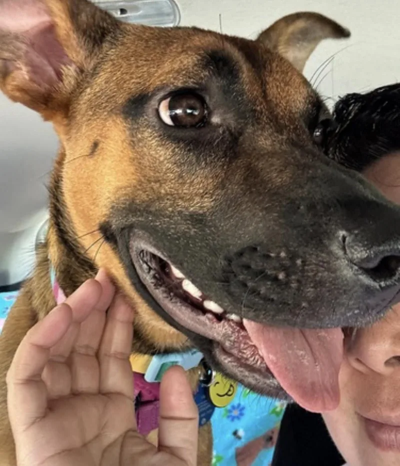 A young large-sized female Red / Chestnut / Orange German Shepherd Dog dog named Gigi for adoption in Amherst, MA