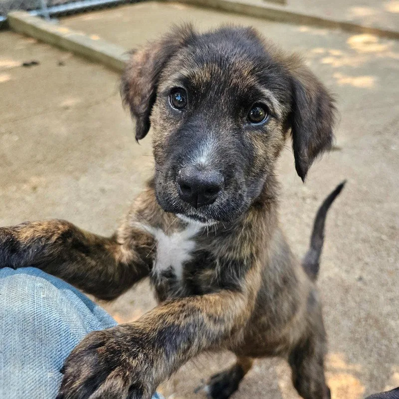 A young medium-sized female Mixed Breed dog named Cha Cha for adoption in Sterling, MA