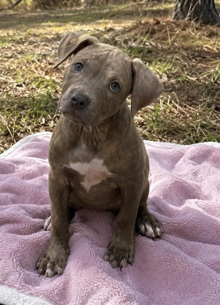 A baby medium-sized female Chocolate Labrador Retriever dog named Lola for adoption in eufaula, AL