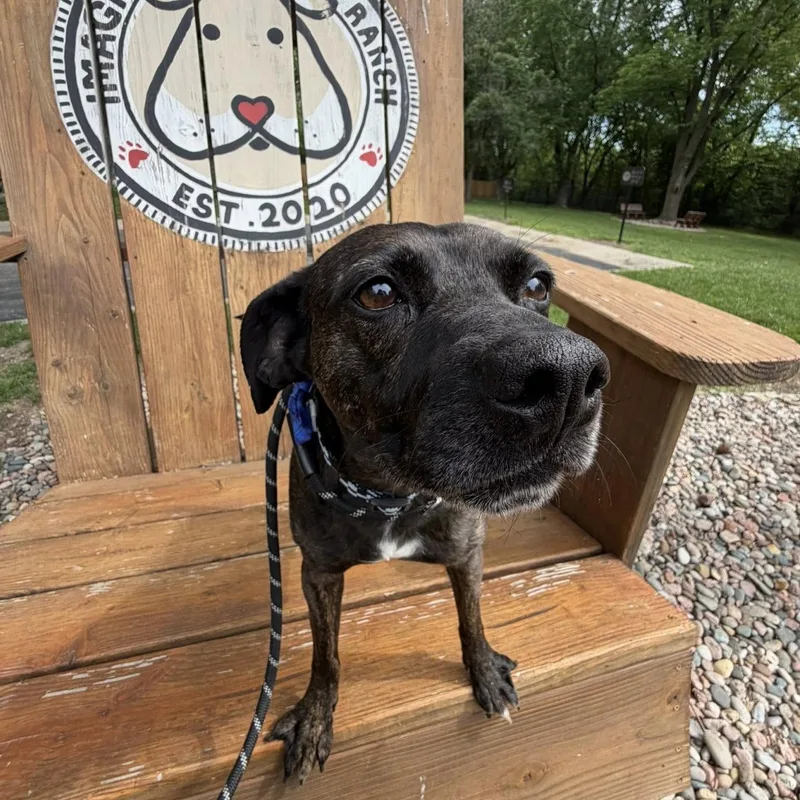 An adult medium-sized male Brindle Mixed Breed dog named Tommy for adoption in Shawnee, KS