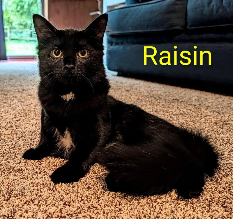 A baby medium-sized female Domestic Medium Hair cat named Pumpernickel & Raisin for adoption in Lemoyne, PA