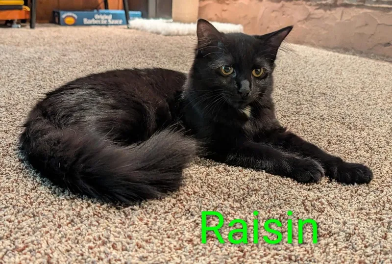 Pumpernickel & Raisin thumbnail 2
