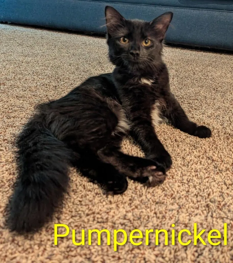 Pumpernickel & Raisin thumbnail 3