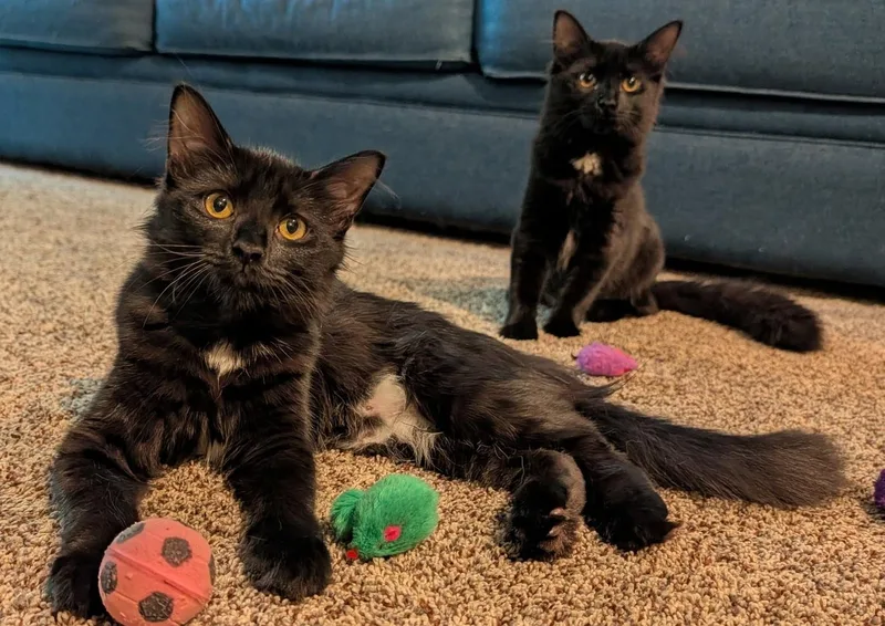 Pumpernickel & Raisin thumbnail 4