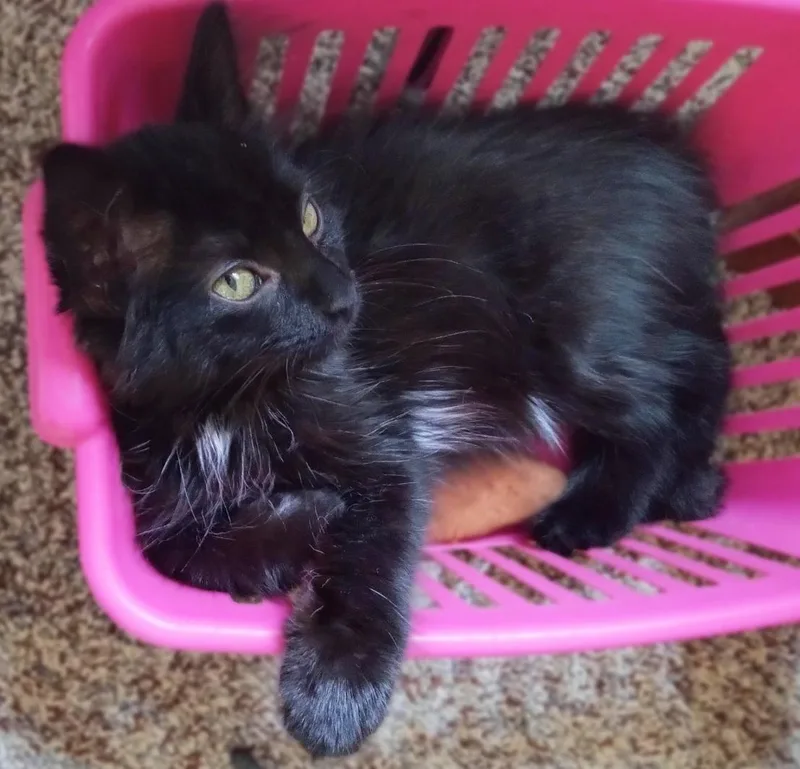 Pumpernickel & Raisin thumbnail 5