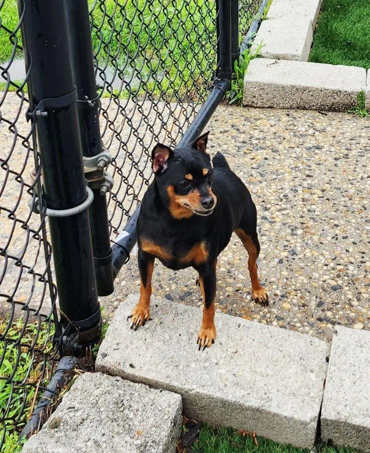 An adult small-sized female Bicolor Miniature Pinscher dog named Poka for adoption in Perth Amboy, NJ