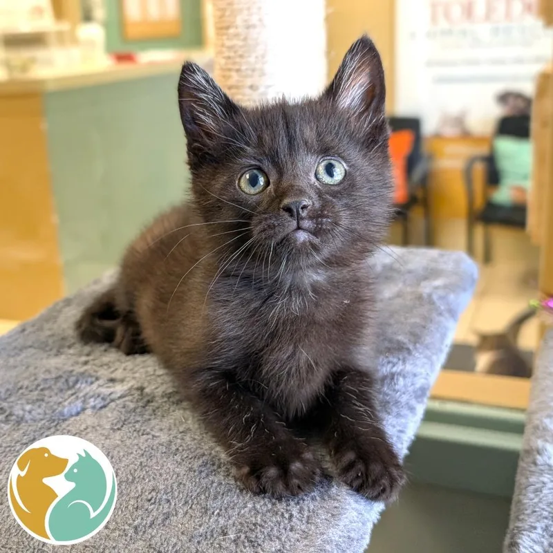 A baby small-sized male Black Domestic Short Hair cat named Stipple for adoption in Toledo, OH