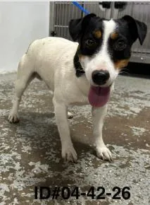 An adult small-sized male Parson Russell Terrier dog named Bandit for adoption in Largo, FL