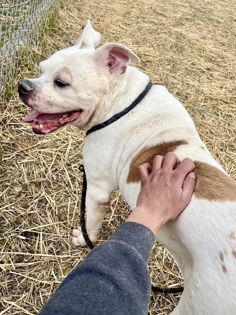 Petronella thumbnail 2