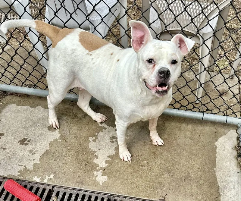 Petronella thumbnail 3