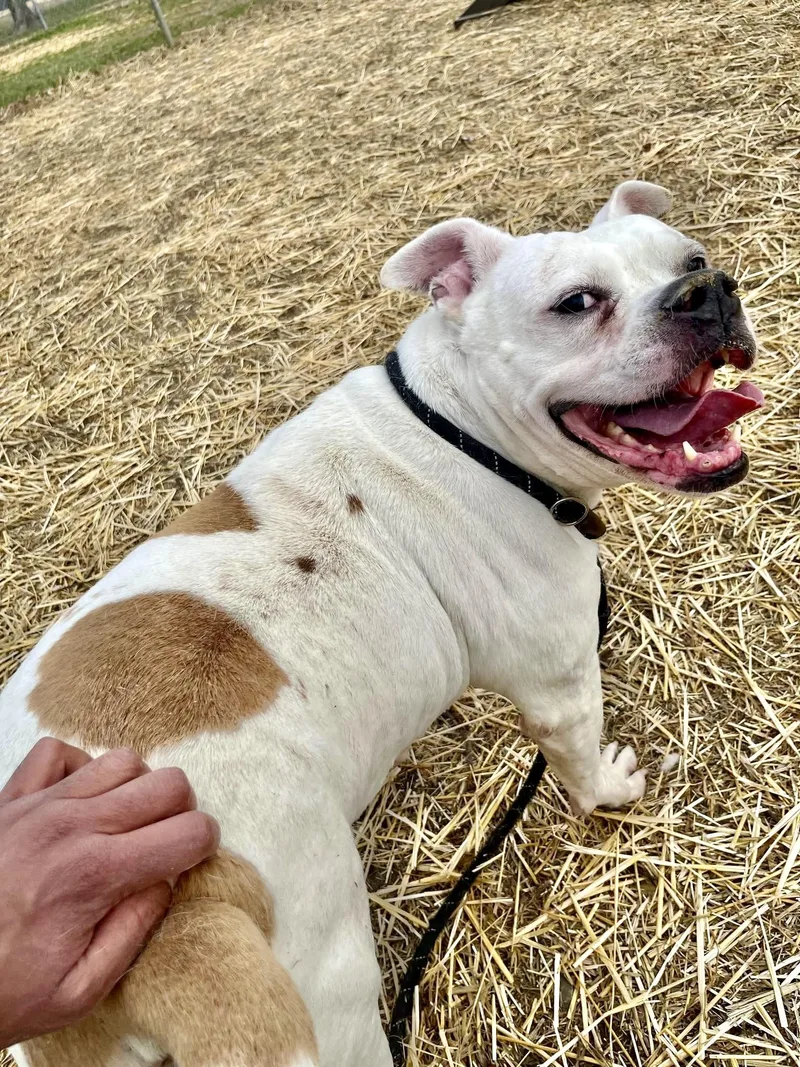 Petronella thumbnail 4