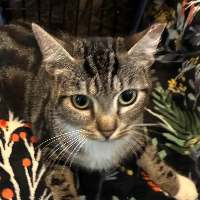 A young small-sized female Brown / Chocolate Domestic Short Hair cat named Jillian Hudson for adoption in Merrifield, VA