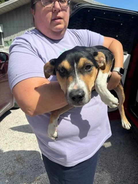 A baby small-sized male Beagle dog named Rudy for adoption in Princeton, IN