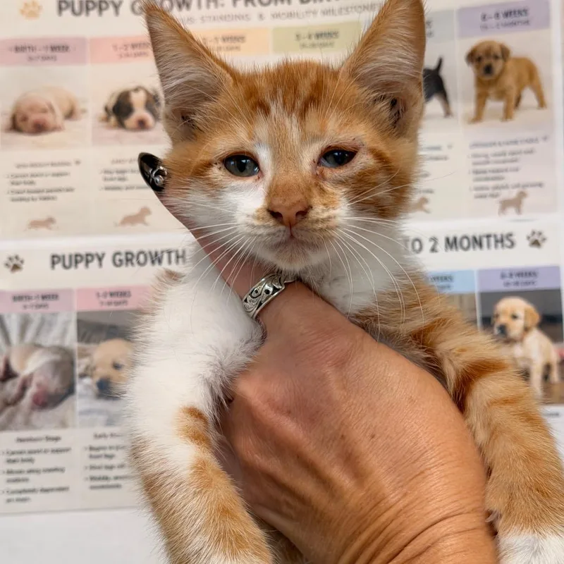 A baby small-sized male Orange / Red Domestic Short Hair cat named Oliver for adoption in San Antonio, TX