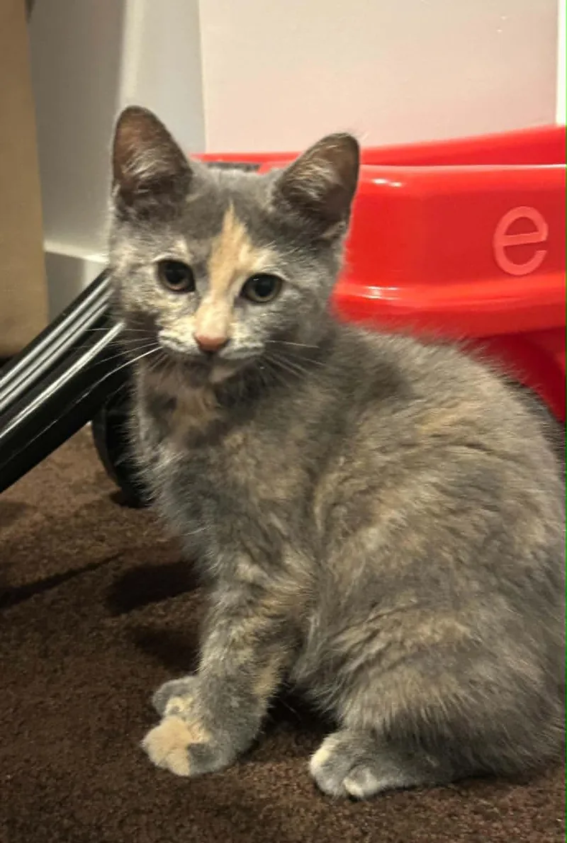 A baby medium-sized female Dilute Calico Domestic Short Hair cat named Angie for adoption in Wading River, NY